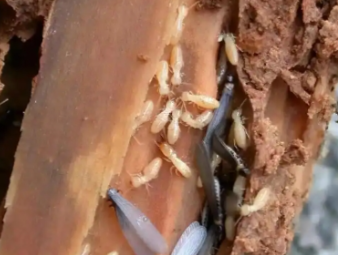 溪湖白蚁防治公司分享家庭白蚁自查方法，快速识别虫害隐患
